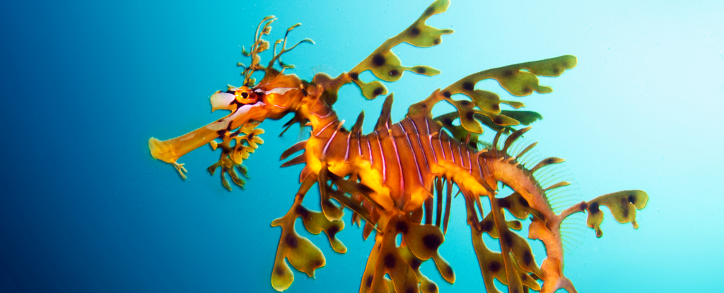 Sea Dragons Are Incredibly Strange Creatures, And We May Finally Know Why