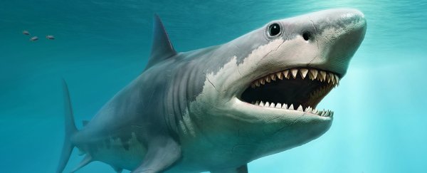 New analysis of fearsome teeth confirms megalodons were 'highest level' apex predators
