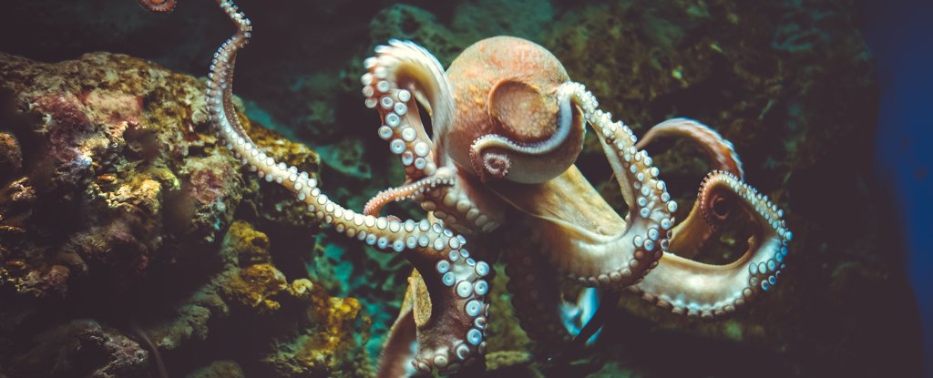 There's a Surprising Similarity Between The Brains of Humans And Octopuses - ScienceAlert