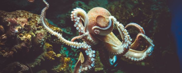 There's a surprising similarity between the brains of humans and octopuses