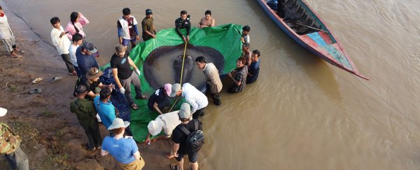 'World's biggest' freshwater fish netted (and released!) in Cambodia