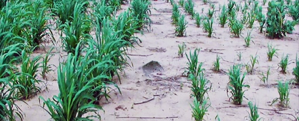 Un experimento a gran escala usó orina humana para fertilizar cultivos.  Esto es lo que sucedió