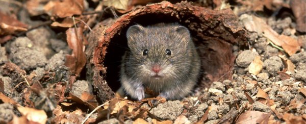 A new coronavirus has been found spreading among rodents in Sweden