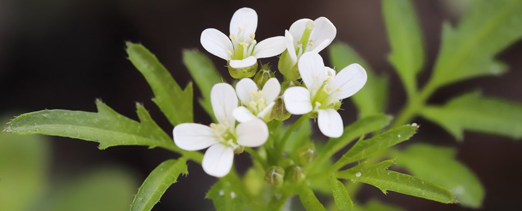 Las plantas parecen estar rompiendo las reglas bioquímicas al tomar ‘decisiones secretas’