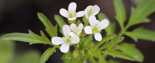 Plants appear to be breaking biochemistry rules by making 'secret decisions'