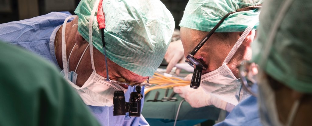 Organ Transplant Breakthrough Shows Human Liver Can Survive Outside The Body For..