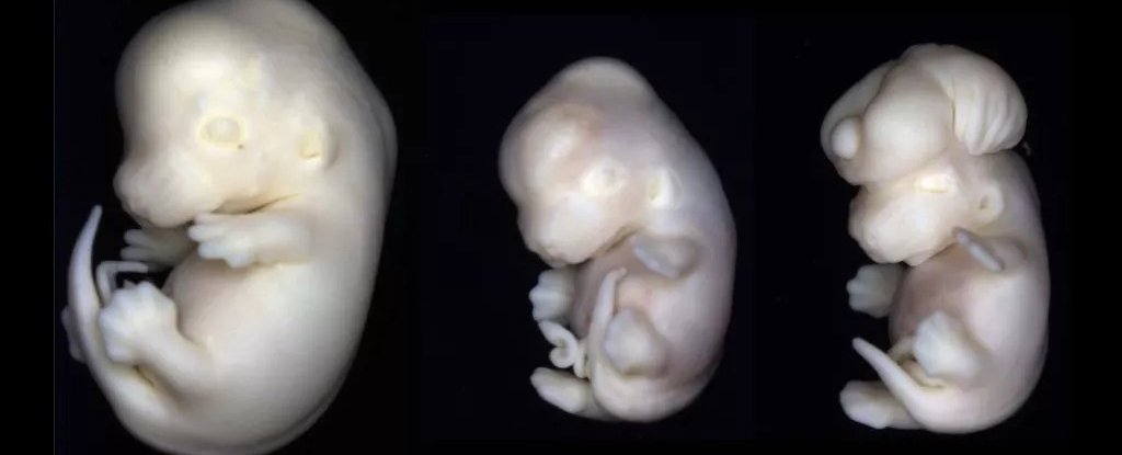 Mouse embryos from the experiment, full caption below. 