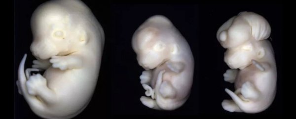 A common epilepsy drug causes birth defects, and we may finally know why
