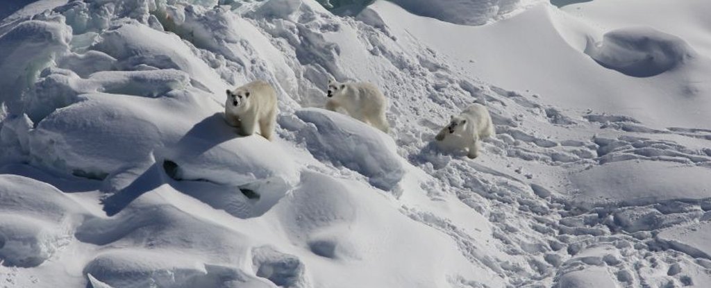 Polar bears in Greenland. 