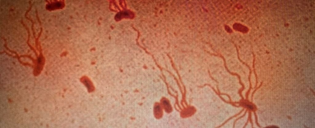 An Ancient Killer Is Rapidly Becoming Resistant to Antibiotics, Scientists Warn - ScienceAlert