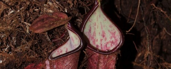 This plant lurks underground to trap prey in a way we've never seen before