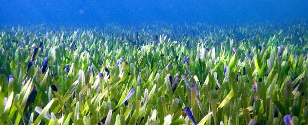 Scientists discovered the world's largest known plant, and it's over 100 miles long