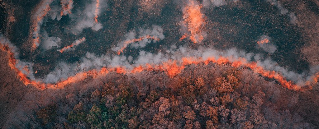 Los científicos han encontrado los incendios forestales más antiguos registrados, que datan de hace 430 millones de años