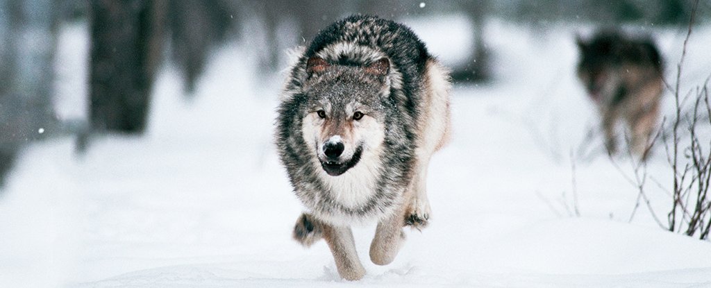 Dogs Could Have Joined Humans More Than Once, Ancient Wolf DNA Has Revealed