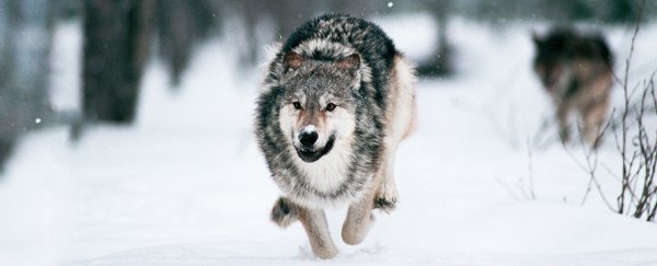 Dogs could have joined humans more than once, ancient wolf DNA has revealed