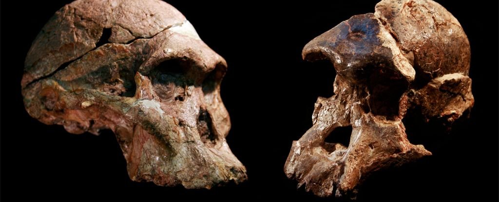 Los fósiles de la “cuna de la humanidad” pueden ser un millón de años más antiguos de lo que se pensaba