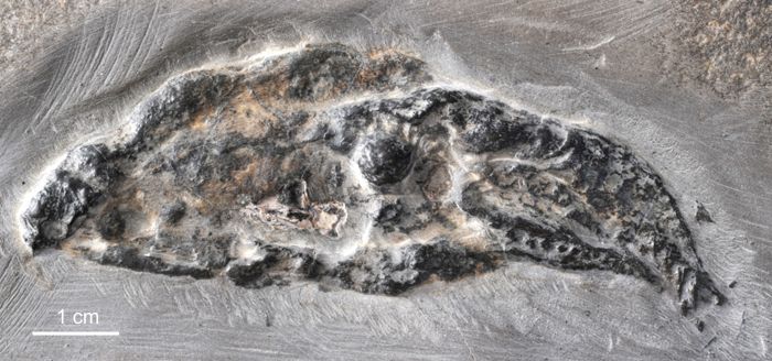 v rhodanica fossil