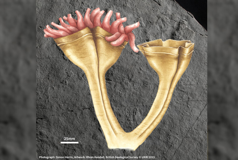 Artist's impression of the 560 million year old predator. (xxxx)