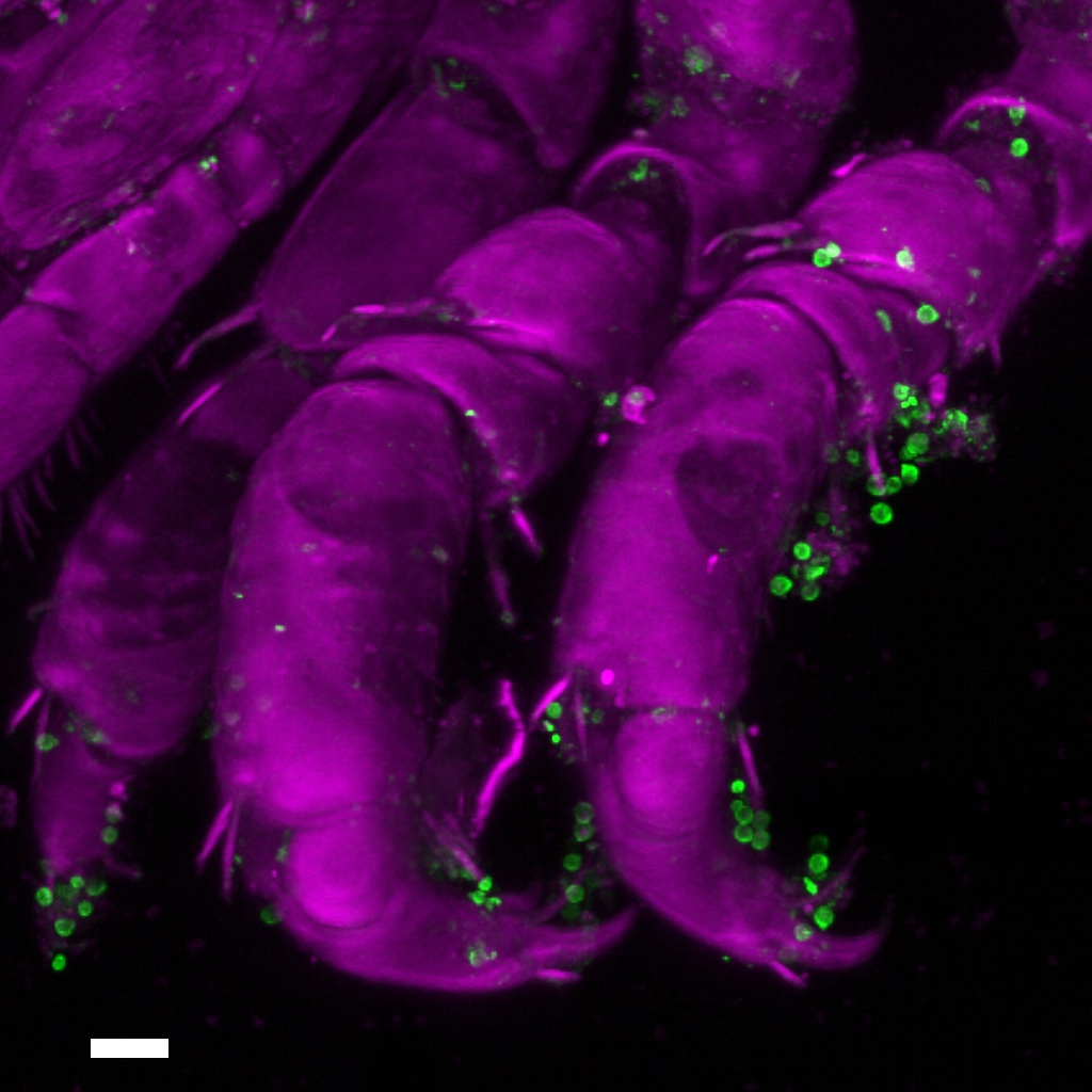 CloseUpOfIdoteaCoveredInSpores