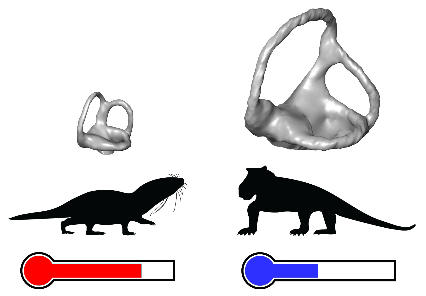 Illustration showing differences in the shape of inner ear canals.