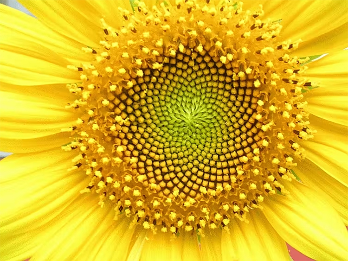 Fibonacci sunflower