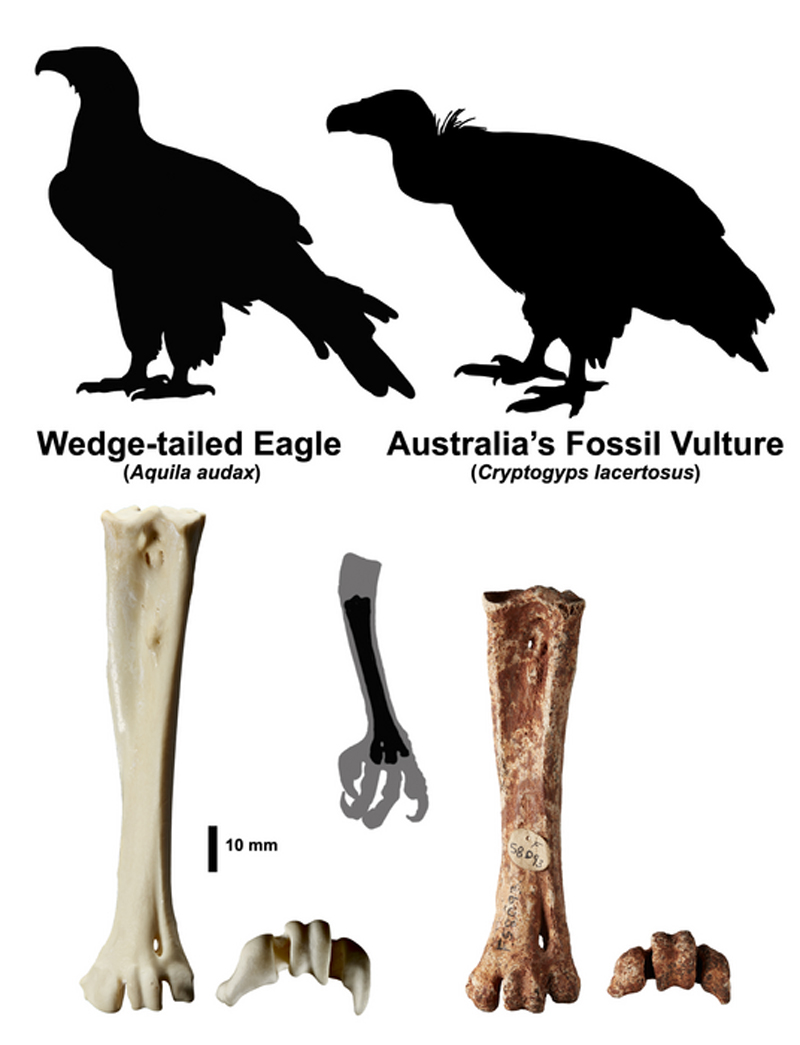 Avustralya'da Keşfedilen Tek Akbaba Olduğu Ortaya Çıkan Antik Fosil Parçası