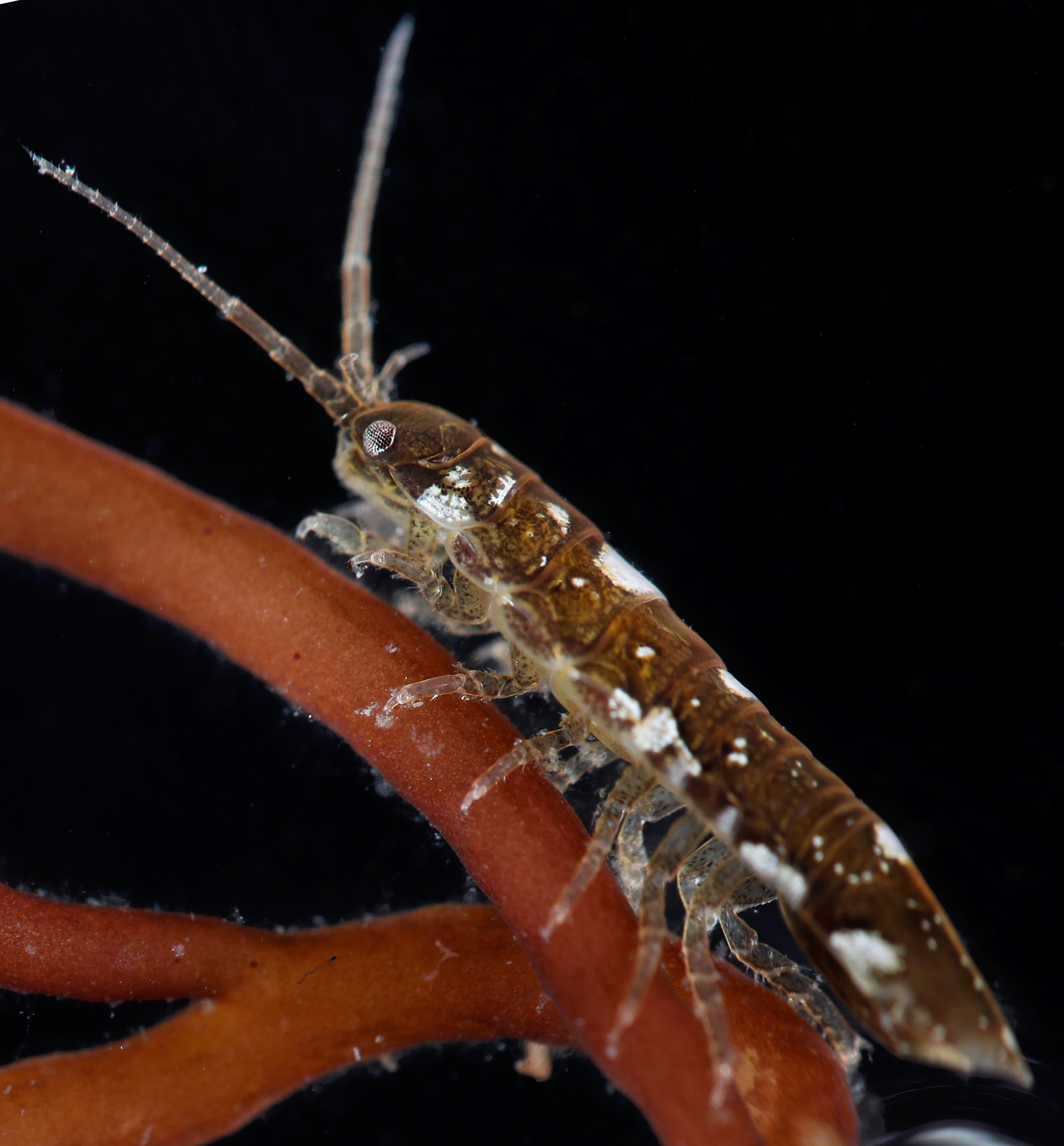 An brown and white-spotted Idotea balthica perched on a red seaweed frond.