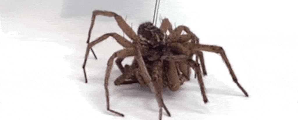 Ilmuwan mengubah laba-laba mati menjadi “robot kematian” dan kami takut