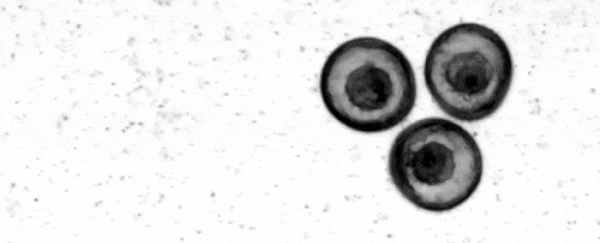 Sea star embryos spin into a formation that's just like a living crystal