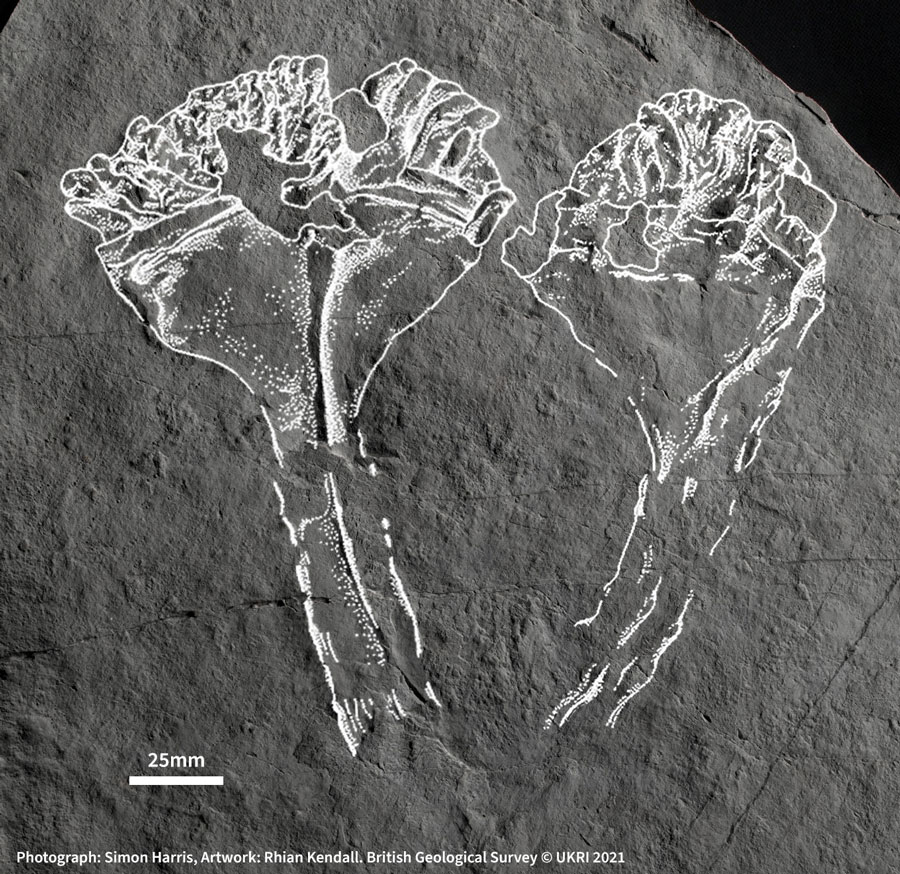 This 560-Million-Year-Old Fossil Is Earth's Earliest Known Animal Predator  : ScienceAlert