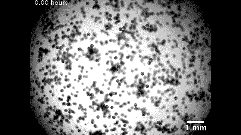 Embriyonik denizyıldızı toplanmış kristal benzeri bir yapıya dönüşüyor.