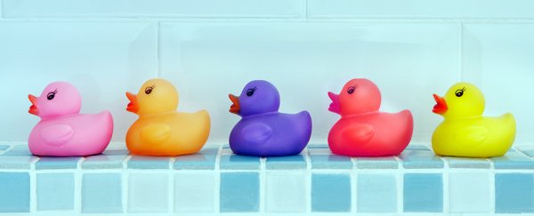  Scientists Have Measured a Perceptual Ability Called 'O'. How Good Is Yours?  ColouredRubberDucksOnATileShelf_600