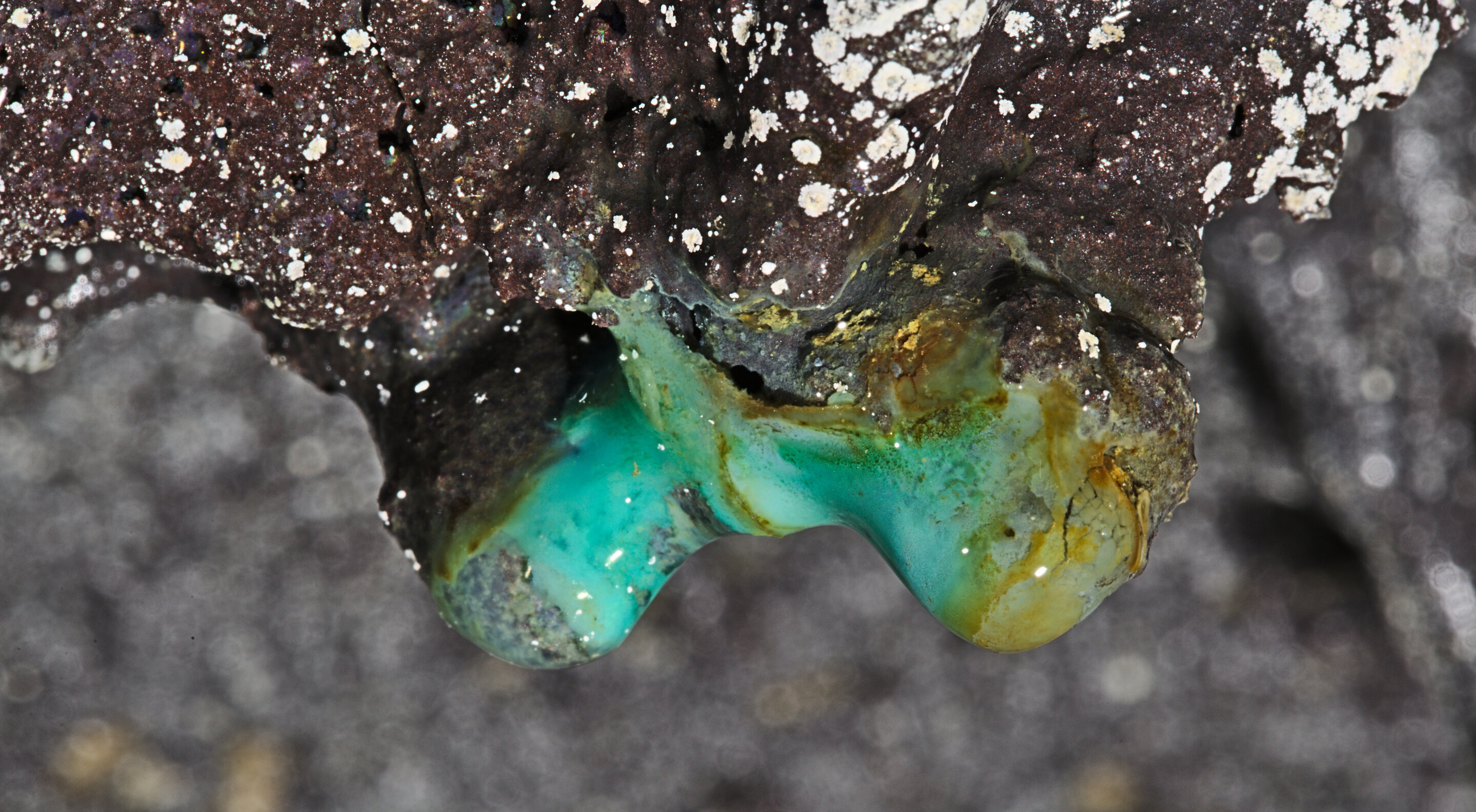 Ancient Lava Caves in Hawai'i Are Teeming With Mysterious Life Forms  Microbial-dark-matter-2