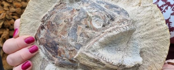 Amazing prehistoric fish fossil looks like it's 'leaping out of the rock'