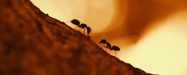 Ant colonies act eerily like a neural network, new research finds