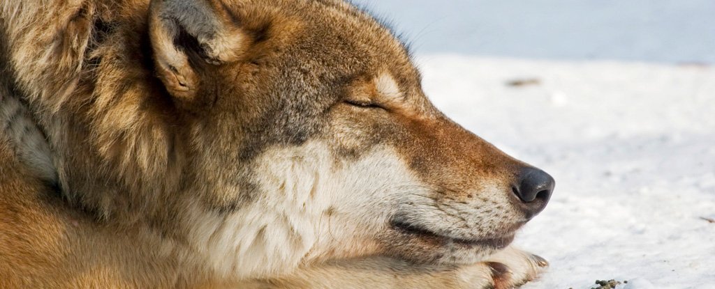 Scientists Find That Wolves' And Dogs' Sleep States Don't Quite Match Up