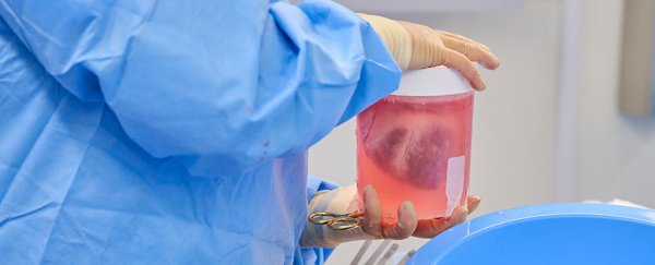 Two more gene-edited pig hearts were just successfully transplanted into humans