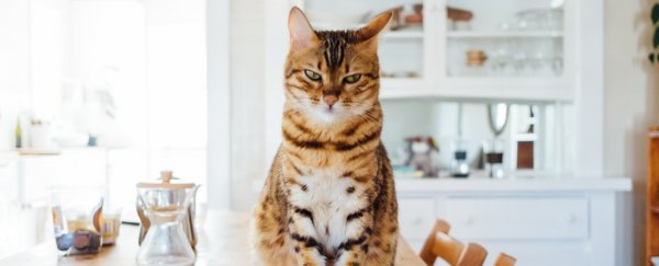Here's why house cats are now considered an 'invasive alien species' in Poland