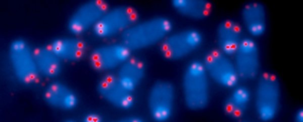 'Zombie cells' are still alive but can't function, and they accumulate as we age