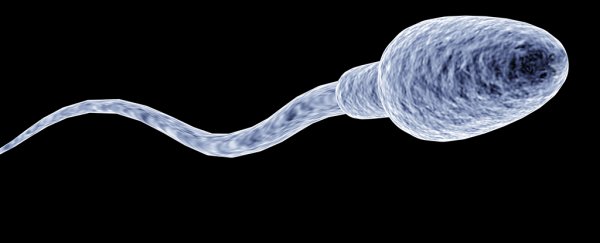 It Turns Out Your Sperm Is Full of DNA Packed As Tightly As Tetris Blocks