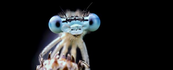 There's growing evidence that insects feel pain, just like us
