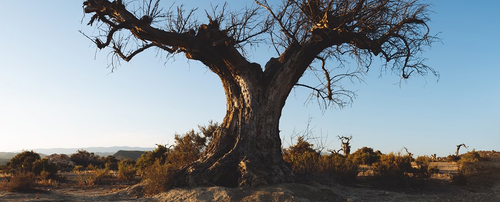 A dead olive tree. 