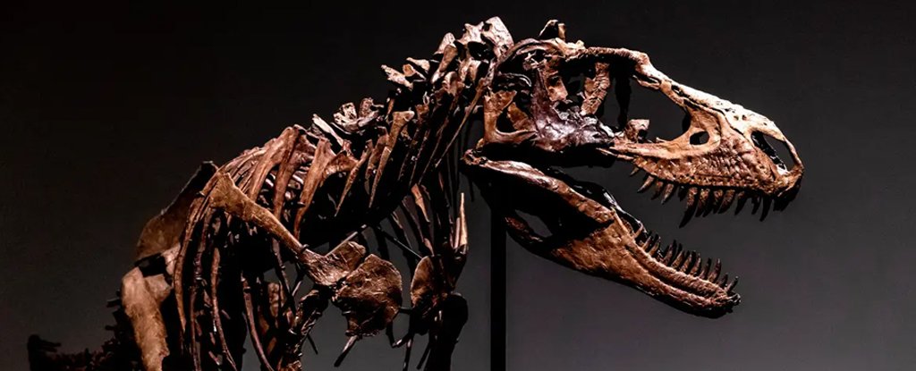 A Fossil Gorgosaurus Could Sell For $8 Million, And Scientists Are Not Happy