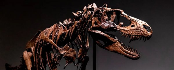 A fossil Gorgosaurus could sell for $8 million, and scientists are not happy