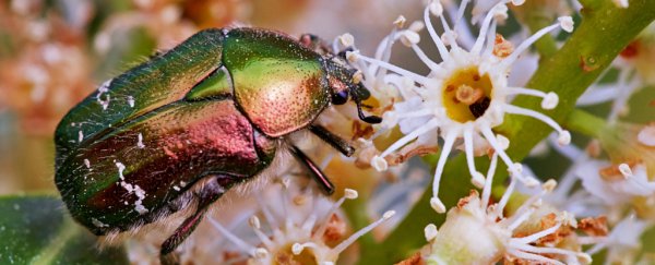 Plants will start battling for pollinators as insects decline. Losing could mean exile