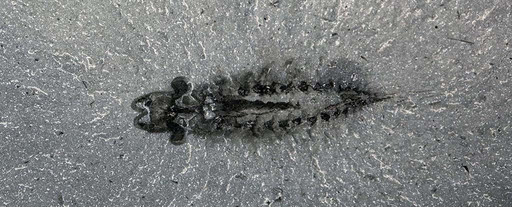 A Bizarre Three-Eyed Fossil Brain Just Changed Our Understanding of Insect Evolu..