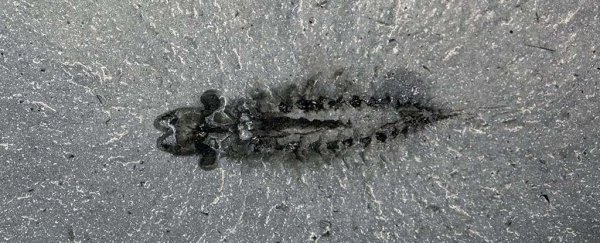 A bizarre three-eyed fossil brain just changed our understanding of insect evolution