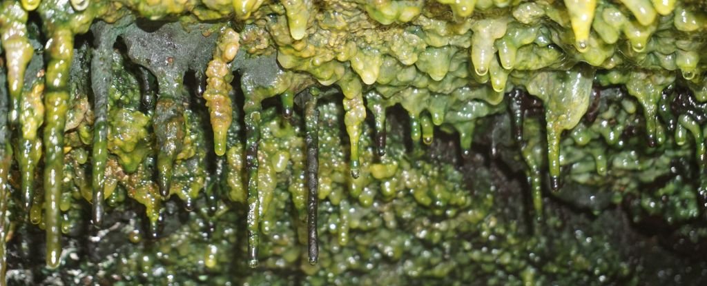 Ancient Lava Caves in Hawai'i Are Teeming With Mysterious Life Forms