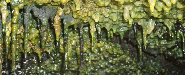 Ancient Lava Caves in Hawai'i Are Teeming With Mysterious Life Forms  HawaiiMicrobialDarkMatter_600