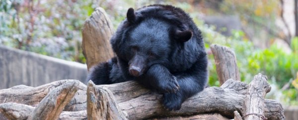 Hibernating Bears Have A Secret Superpower Hiding in their Blood